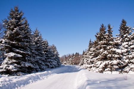Winter landscape with a lot of snow and a road who cut the pine tree's forest の写真素材