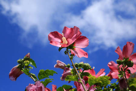 the pink hibiscus flowers are blooming in the sunny day to the bright blue skyの写真素材
