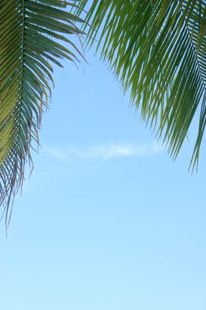 The blue sky and coconut trees, Blue sky on summerの写真素材