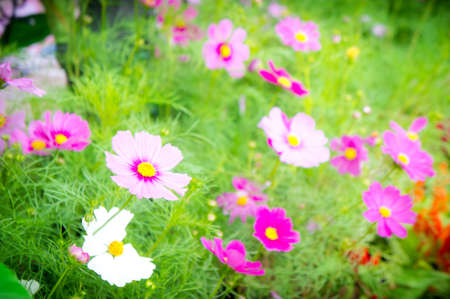 Cosmos flowers in the park , Beautiful flowers in the garden, colorful dayの写真素材