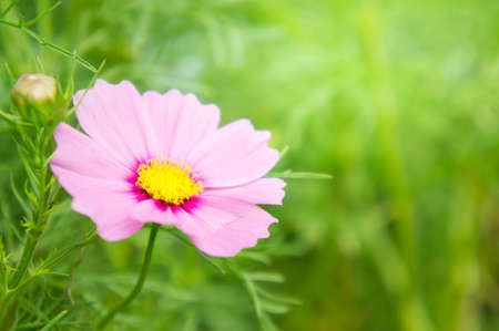 pink flowers in the garden , cosmos flowers in the park , flowerの写真素材