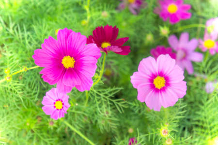 cosmos flowers in the park , Beautiful pink flowers  in the garden, colorful dayの写真素材