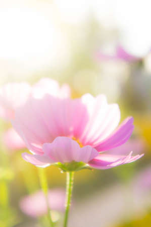 cosmos flowers in the park , Beautiful pink flowers  in the garden, colorful dayの写真素材