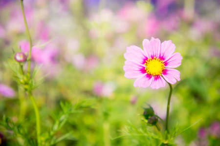 pink flowers in the park , cosmos flowers in the garden with sunlight pastel vintage styleの写真素材