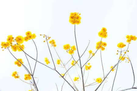 Yellow cotton flowers, Silk Cotton flowers, Tree beautiful in skyの写真素材