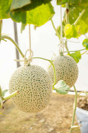 The melon in greenhouses , melon in the farmの写真素材
