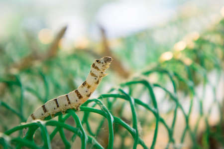 Worm larvae that eat mulberry leaves and pods as a pupa in the cocoon woven fabric manufacturing in Thailand.の写真素材