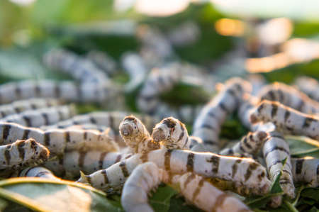Worm larvae that eat mulberry leaves and pods as a pupa in the cocoon woven fabric manufacturing in Thailand.の写真素材