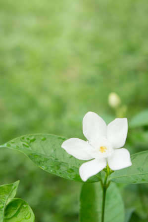 inda flower , Wrightia antidysenterica flowers , white flower in green backgroundの写真素材