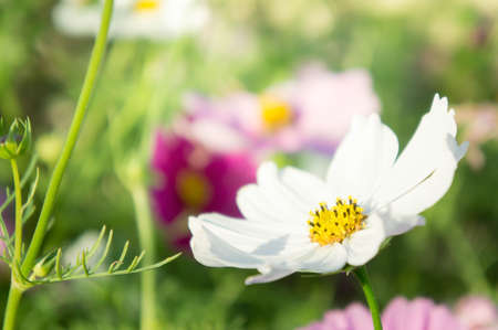 white cosmos flowers in the garden summer styleの写真素材