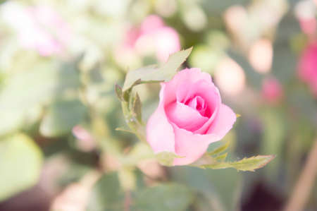 pink rose flowers in the garden vintage style romantic blossomの写真素材