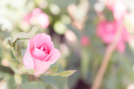 pink rose flowers in the garden vintage style romantic blossomの写真素材