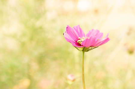 daisy flower face to sunrise in fieldの写真素材
