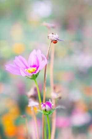 daisy flower face to sunrise in fieldの写真素材
