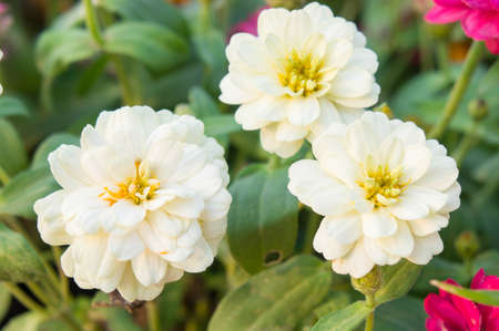 white zinnia flowers in the gardenの写真素材