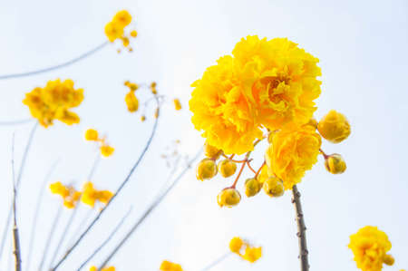 Yellow cotton flowers, Silk Cotton flowers, Tree beautiful in skyの写真素材