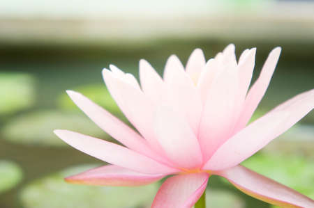 beautiful Lotus flower or waterlily in pondの写真素材