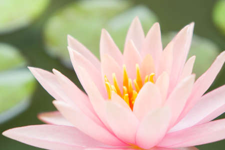 beautiful Lotus flower or waterlily in pondの写真素材