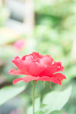 red roses in the gardenの写真素材