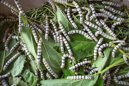 silk worm eating mulberry leaf (focus silk worm)  worm larvaeの写真素材