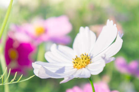 pink flowers in the garden , cosmos beautiful flowers sunlight in the morning pastel style vintageの写真素材
