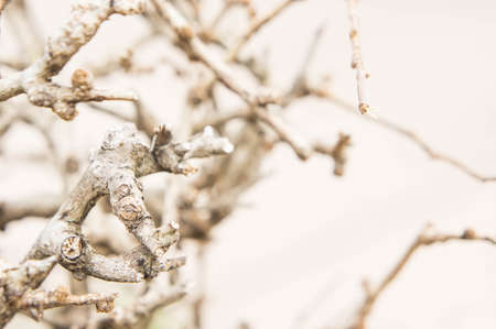 Dry branches on summer background