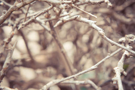 Dry branches on summer backgroundの写真素材