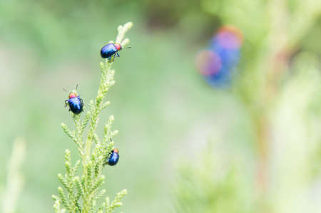 ladybugs in ourdoors , Insect on the treeの写真素材