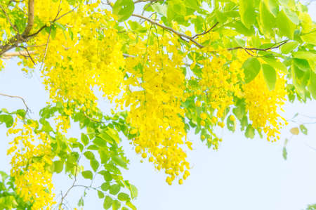 Cassia fistula flowers, Golden shower flowers , Yellow flowers summer in thailand