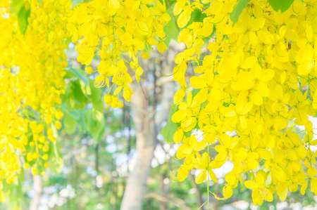 Cassia fistula flowers, Golden shower flowers , Yellow flowers summer in thailandの写真素材