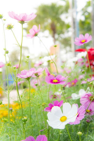 cosmos blossom flowers , flowers in the gardenの写真素材
