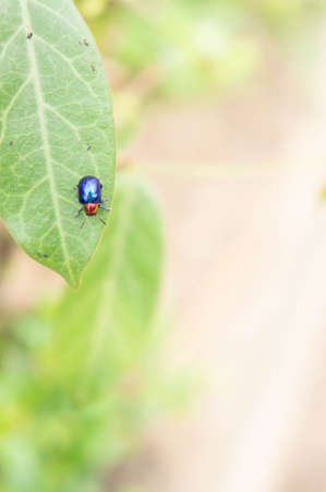 insect animal ladybug on plant and copy space in the garden