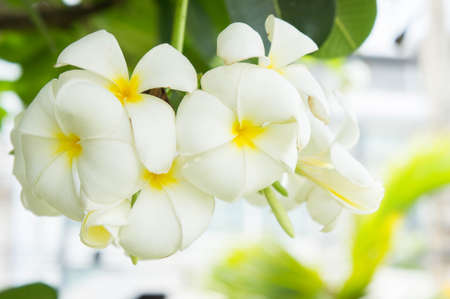 Plumeria flowers , white flowers in the gardenの写真素材