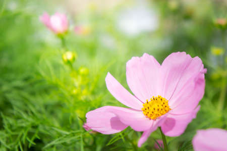 daisy flowers , cosmos flowers blossom  in morning lightの写真素材