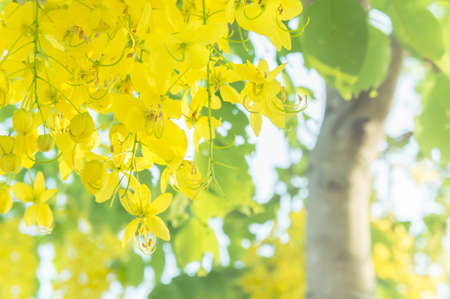 Cassia fistula flowers, Golden shower flowers , Yellow flowers summer in thailandの写真素材