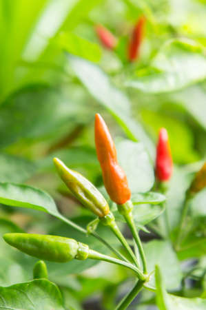 Chili tree in the garden