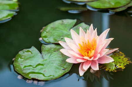 beautiful lotus flowers or waterlily in pondの写真素材