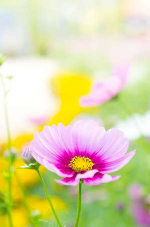 pink flowers blossom in the gardenの写真素材