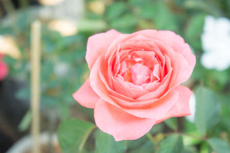 Orange roses flowers in the garden ,beautiful flowers