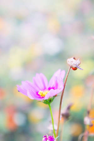 daisy flower face to sunrise in fieldの写真素材