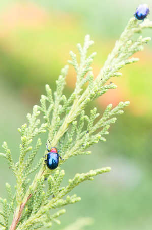 ladybugs in ourdoors , Insect on the treeの写真素材
