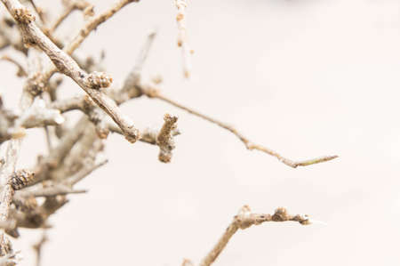 Dry branches on summer backgroundの写真素材