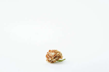 dry jasmine on white background, dry flower vintage styleの写真素材