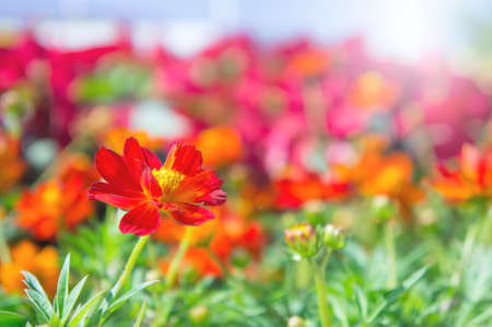 red flower in the park, colorful flower in the gardenの写真素材