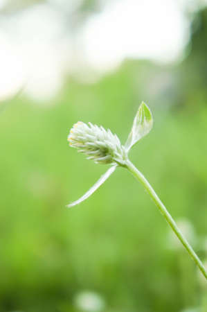 The Grass flower with select focus styleの写真素材