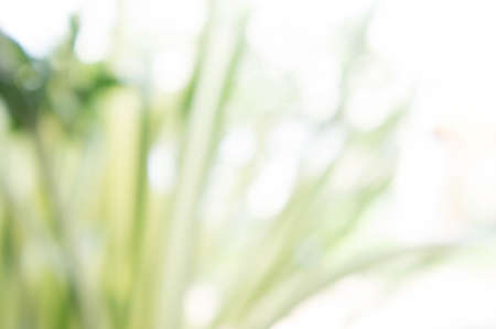 Texture bokeh style , Green natural bokeh backgroundの写真素材