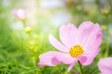 cosmos flowers in the park , Beautiful pink flowers  in the garden, colorful dayの写真素材