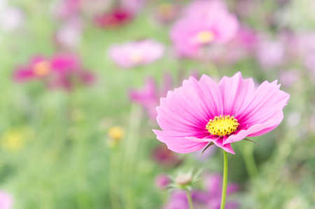 pink flowers in the garden , cosmos beautiful flowers sunlight in the morning pastel style vintageの写真素材