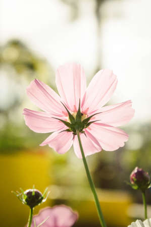 pink flowers in the garden , cosmos beautiful flowers sunlight in the morning pastel style vintageの写真素材