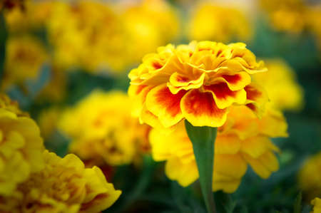 Marigold flowers in the garden